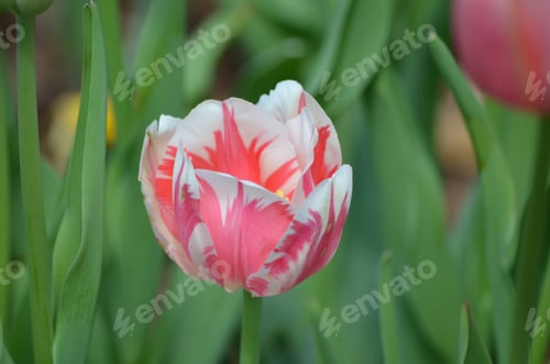 Preview: red and white flower in blooming garden with grass and flowers