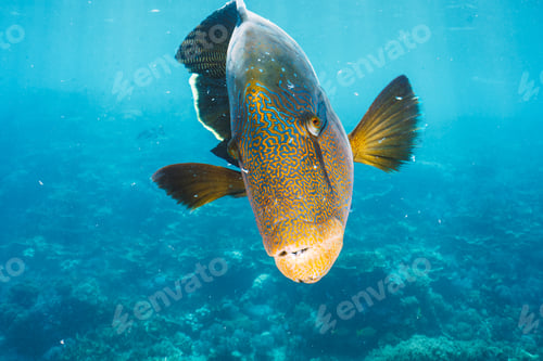 Preview: Cheilinus undulatus, maori wrasse humphead fish in australia