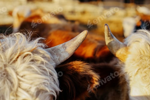 Preview: horns of two bulls