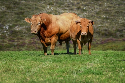 Preview: A Couple of Cow and Bull of the Rubia Galega breed