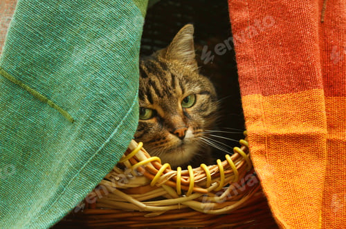 Preview: Cute cat watching from her hiding place