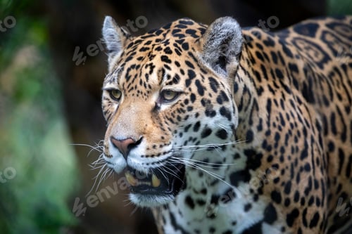 Preview: Jaguar (Panthera onca), closeup portrait.