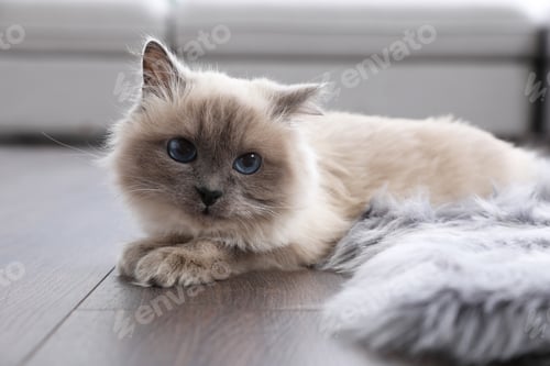 Preview: Beautiful fluffy cat lying on warm floor in room. Heating system
