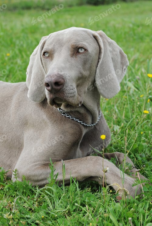 Preview: puppy weimaraner dog