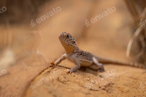 Preview: Lizard in Desert Landscape