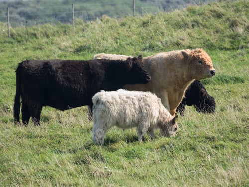 Preview: Herd of cows grazing on a vibrant green grassy field on a sunny day