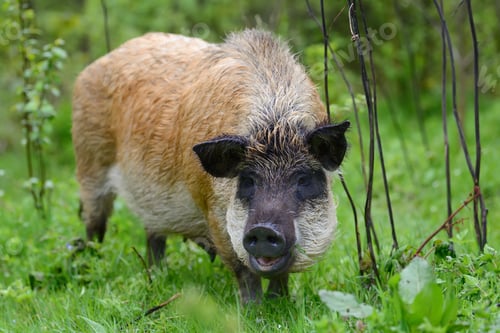 Preview: Wild boar in forest