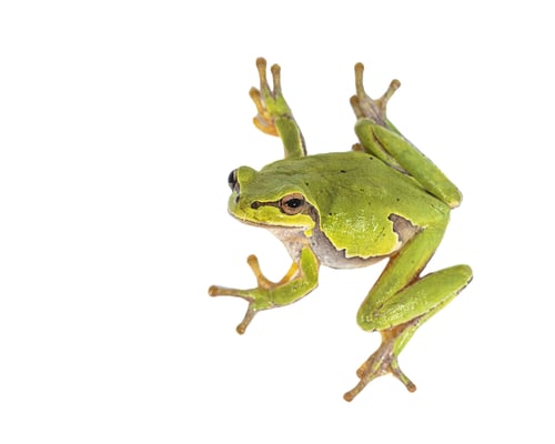 Preview: European tree frog on white background
