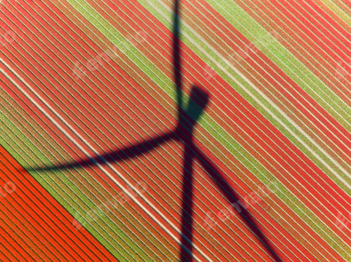 Preview: Aerial view of the tulips field with shadow of the wind turbine. Landscape from a drone.
