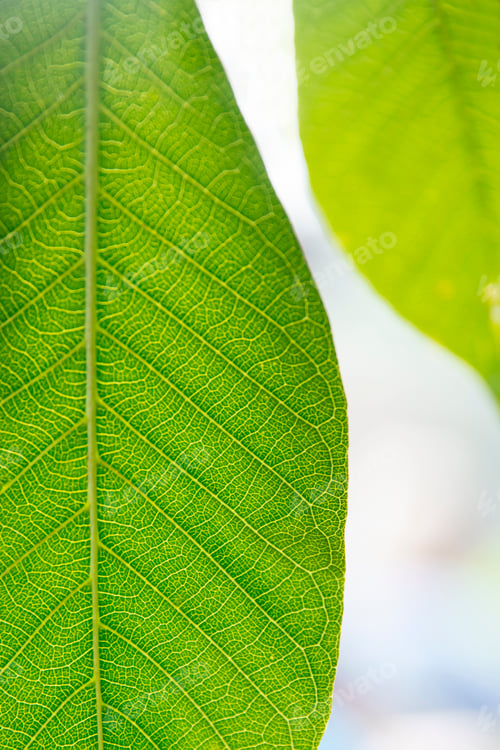 Preview: Tropical fresh green leaves