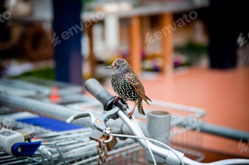 Vorschau: abwechslungsreicher Star sitzt auf einem Fahrradlenker