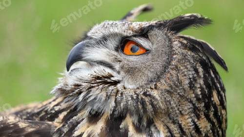 Preview: Eurasian eagle-owl
