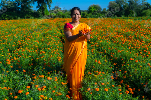Preview: Indian woman in marigold field and enjoying nature.