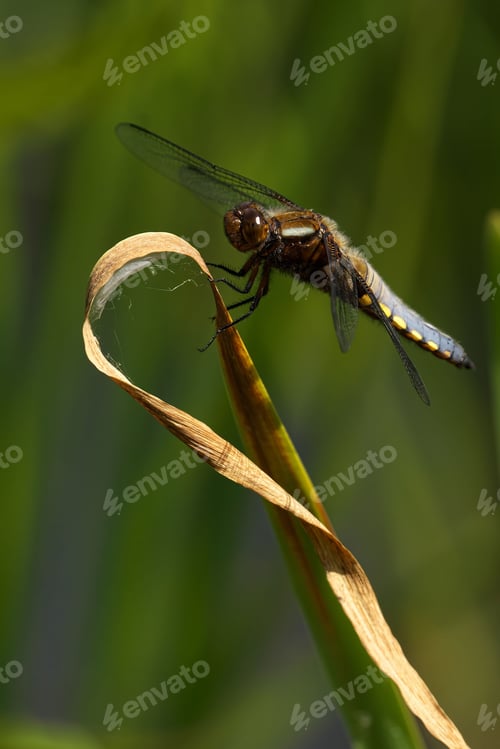 Preview: Close-up of a Broad-Bodied Chaser perched on a dried leaf with a blurred green background.