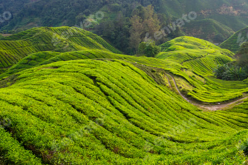 Preview: Tea plantation on the hill slope in Malaysia