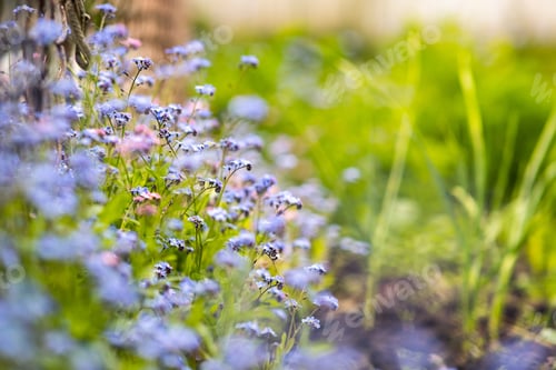 Preview: Closeup of colorful tender spring flowers blooming in green park.