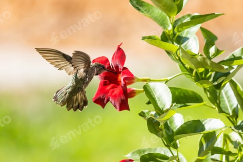 Vista previa: Colibrí en vuelo