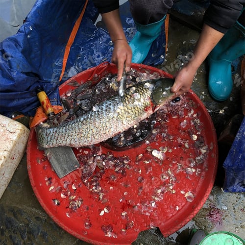 Preview: Top view on the hands of a fisherman cleaning a fish fin on its