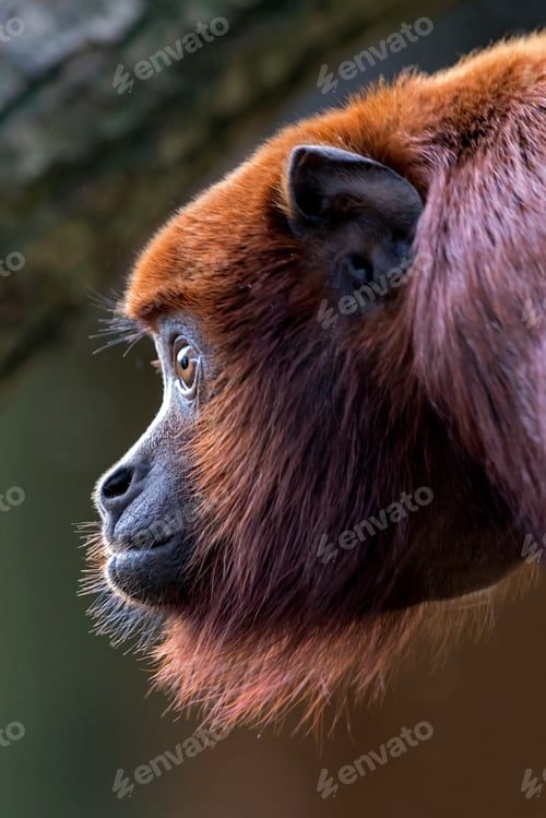 Preview: Red howler monkey