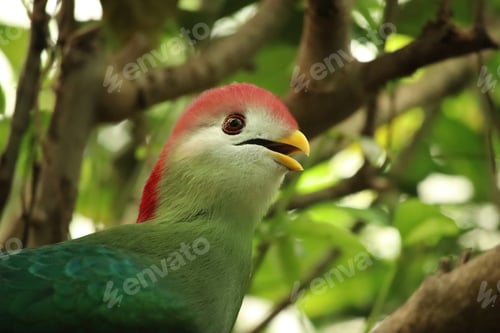 Preview: Vibrant Turaco Bird Perched Among Lush Greenery in a Forest Setting