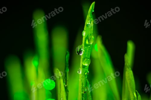Preview: green grass
