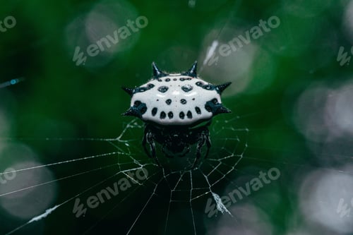 Preview: Closeup shot of female spiny-backed orb-weaver