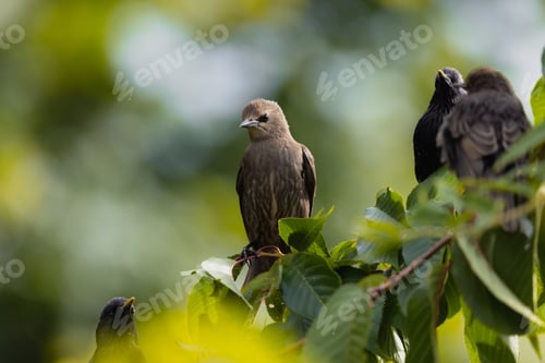 Preview: Closeup of starlings nesting in a tree with green foliage. Sturnus vulgaris.