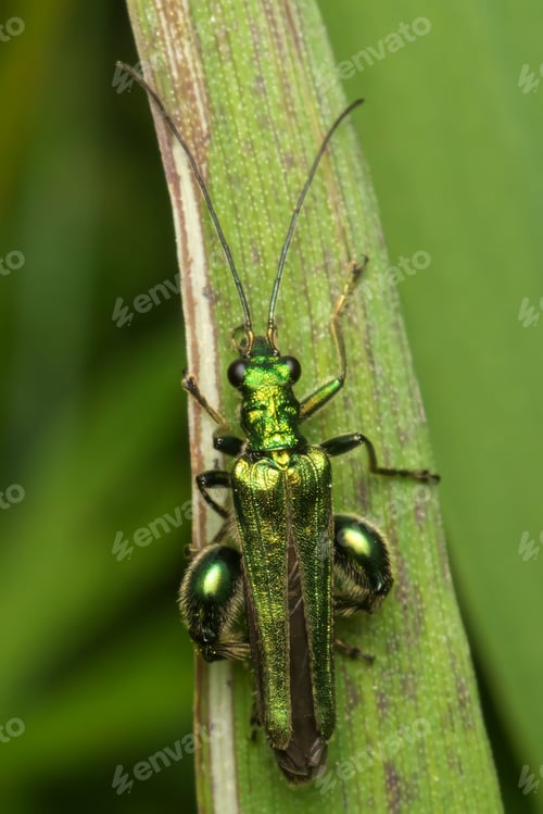 Preview: Close-up of a Swollen-Thighed Bettle on a leaf, showcasing intricate details and vibrant colors.
