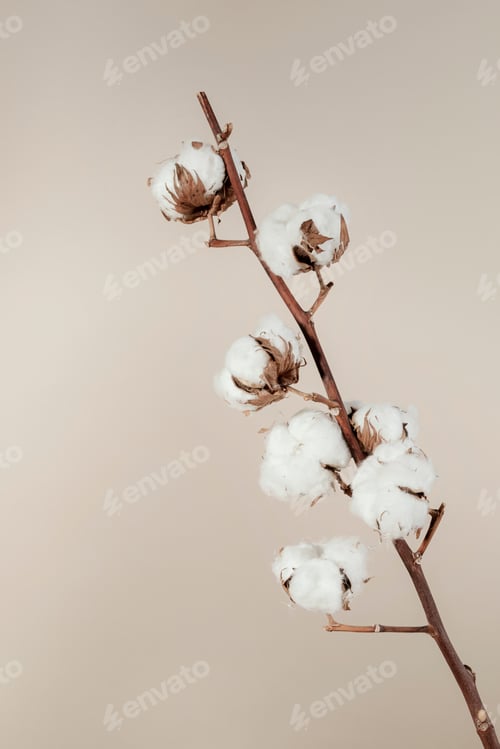 Preview: Dried natural cotton branch isolated on beige background