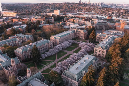 Preview: Aerial view of the cherry blossoms of the University of Washington in Seattle during sunrise