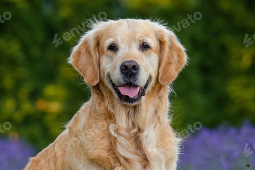 Preview: dog golden retriever labrador in a field of lavender flowers in the summer evening at sunset