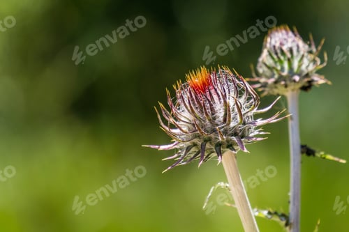 Preview: Close up of Venus Thistle in bloom