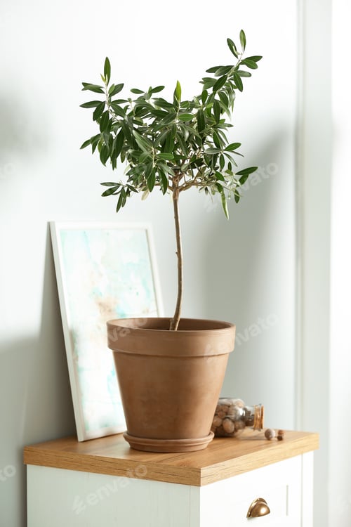 Preview: Olive tree planted in pot on chest of drawers near wall