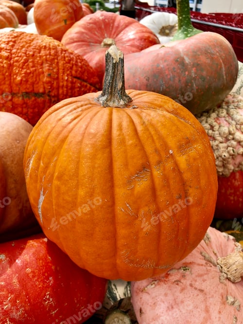 Preview: Colorful pumpkins on market