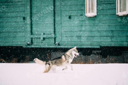 Preview: Dog Play Outdoor In Snow, Winter. Young Husky Runs Playfully Through Snowdrifts Against Background