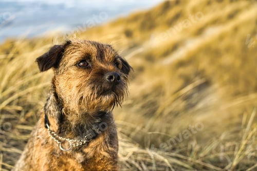 Preview: Of a Border Terrier dog standing in a field of tall grass with a blurred background