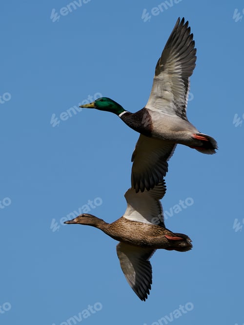 Preview: Mallard (Anas platyrhynchos)