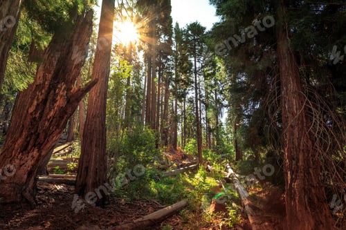 Preview: Forest Of Sequoias In The Mariposa Grove At Yosemite National Park In California