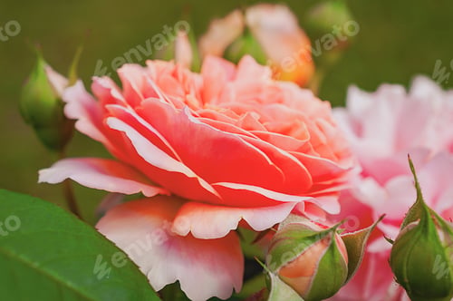 Preview: Close-up of a Pink Rose with Buds