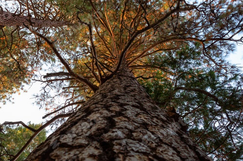 Preview: View of a large tall tree in Yosemite National Park