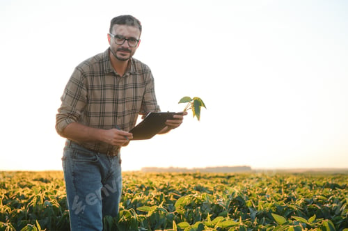 Preview: Agronomist inspecting soya bean crops growing in the farm field