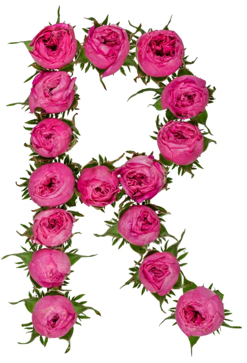 Preview: Letter R alphabet from flowers of roses, isolated on white background
