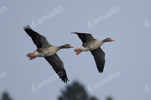 Preview: Greylag geese (Anser anser)
