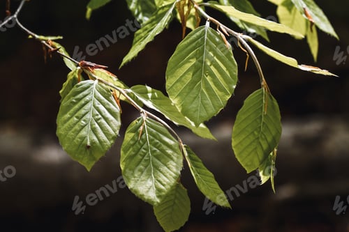 Preview: Photo of green beech leaves hit by sunlight in the forest
