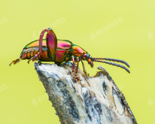 Preview: frog beetle