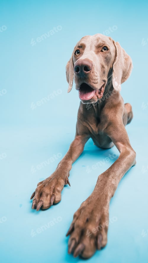 Preview: Weimaraner dog lying down with outstretched paws