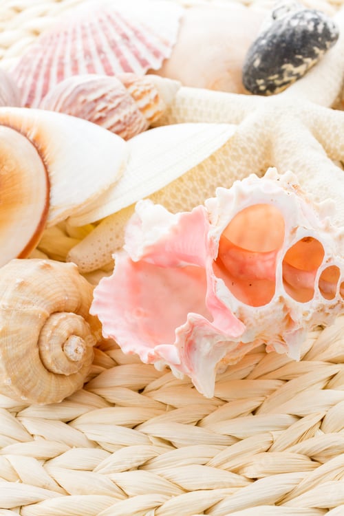 Preview: Sea shells