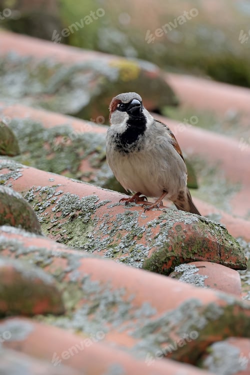 Preview: Close up shot of house sparrow, Passer domesticus, little bird