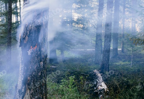 Preview: A controlled forest burn, a deliberate fire set to create a healthier forest ecosystem.