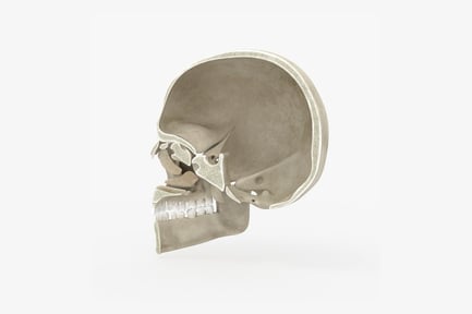 Preview: Sectioned Human Skull: Lateral Anatomical View